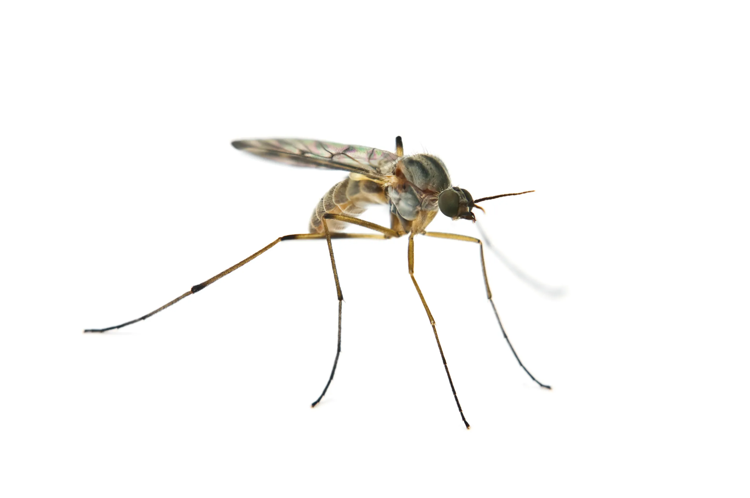 Insektenschutz in Gelsenkirchen 